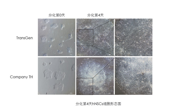 喜讯：拼搏一站式服务官网获一项发明专利授权--“一种用于人神经系统细胞培养和人多能性干细胞向神经系统细胞分化的营养添加剂”