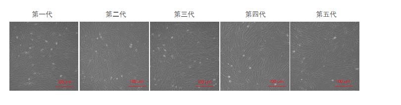 间充质干细胞培养图