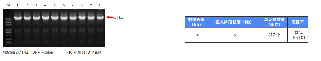 14 kb 长载体成功组装