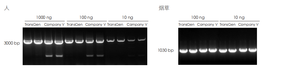 PCR 检测